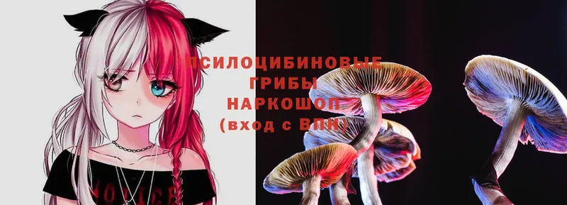 Псилоцибиновые грибы Psilocybe  дарк нет как зайти  Вытегра 